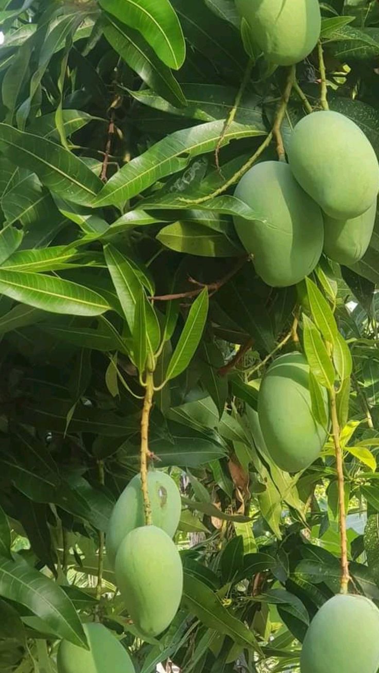 King Chounsa Export quality