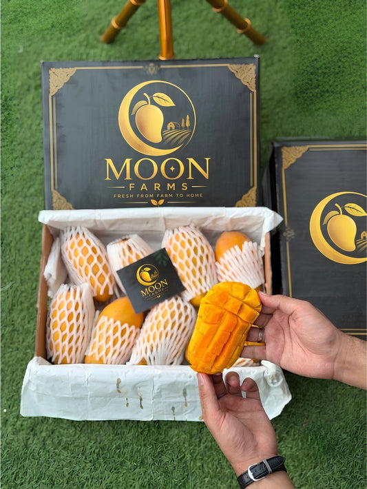 King Chounsa Export quality