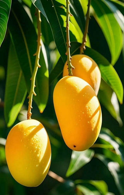 King Chounsa Export quality