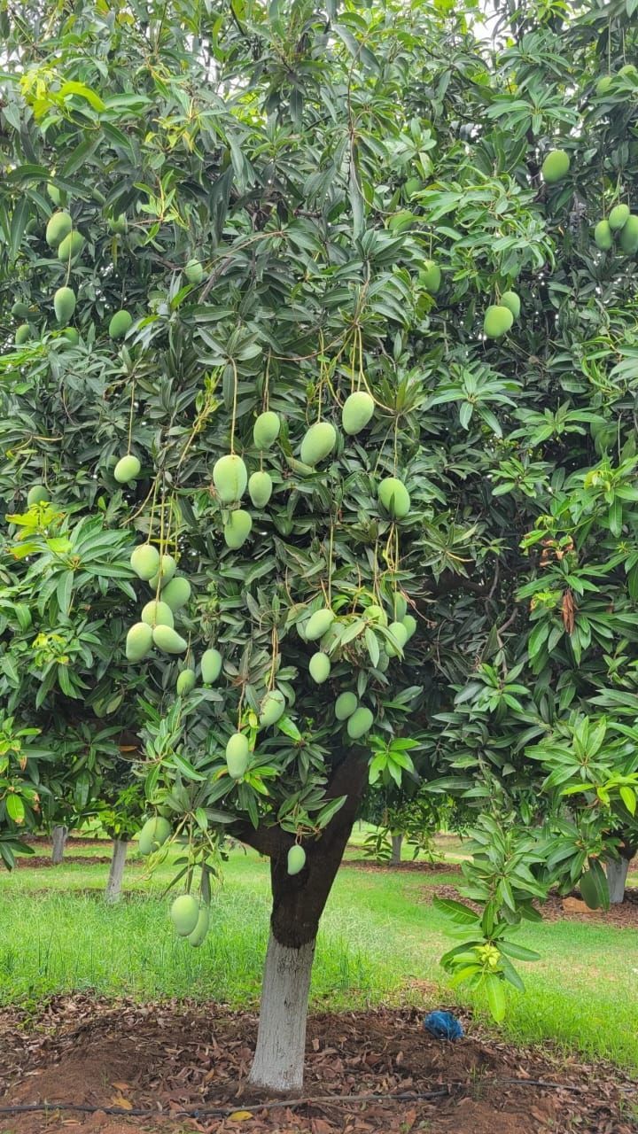 Dusseri Export Quality