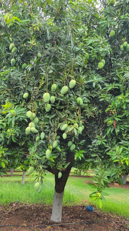 Dusseri Export Quality