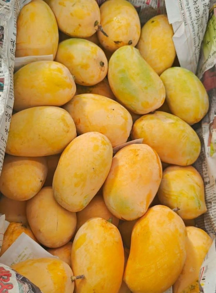 Sindhri Export Quality